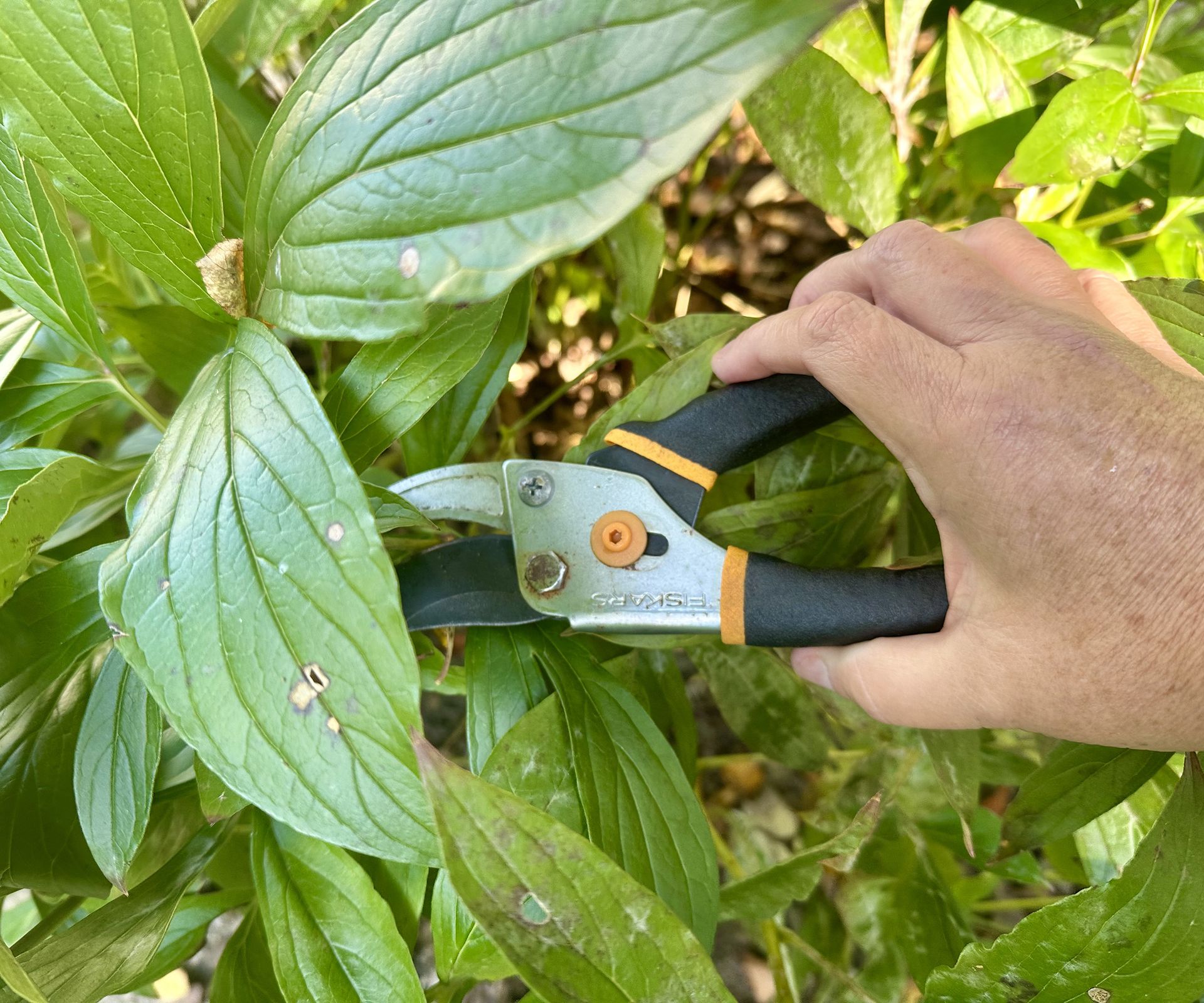 Using Fiskars 9109 bypass pruners to prune peony in the fall