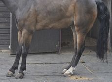 laminitis-stance-new.jpg