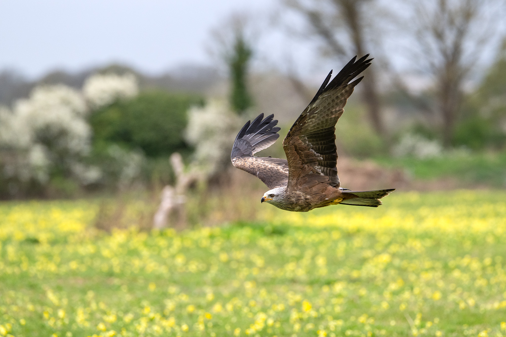 Red kite in flight against meadow background