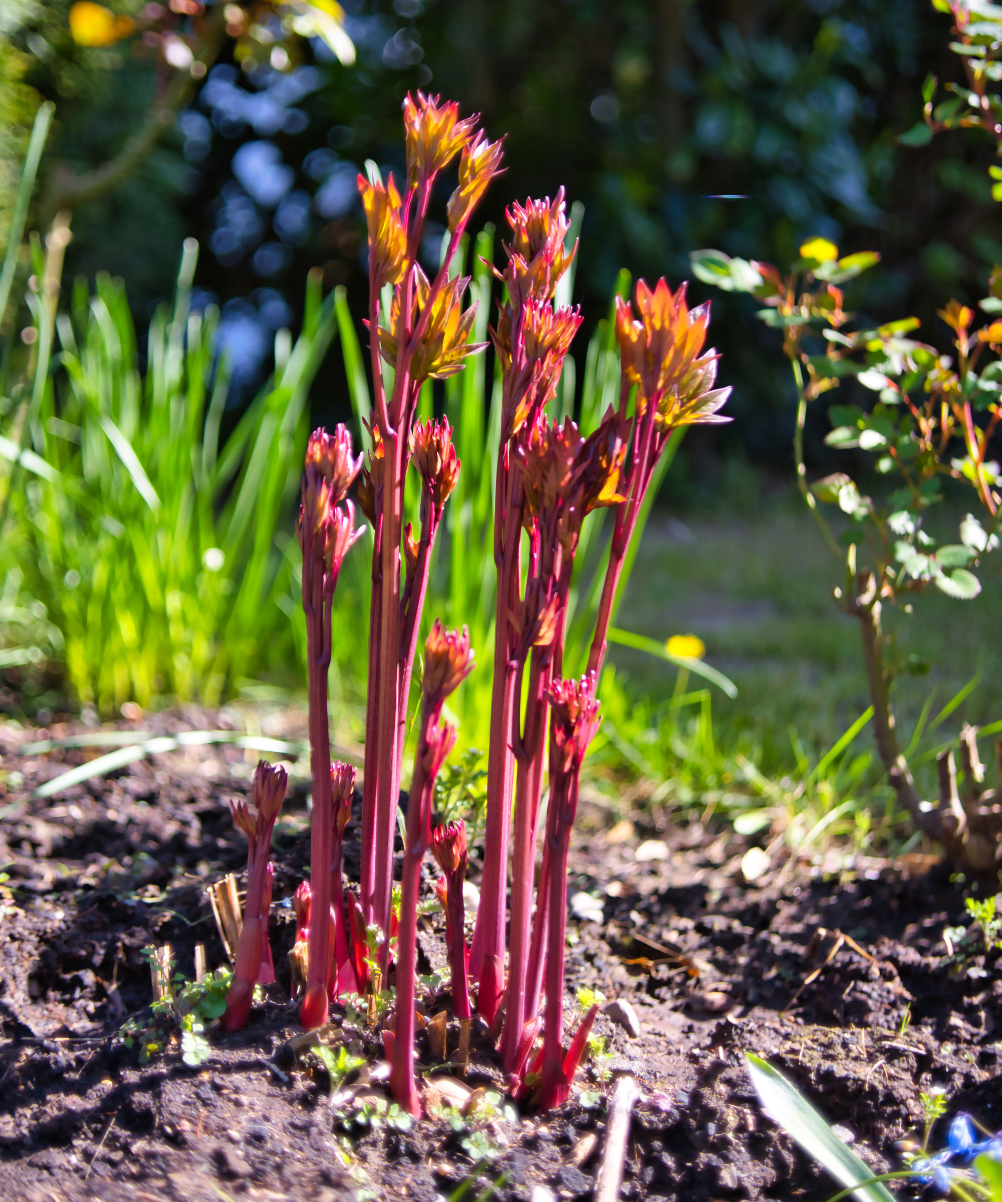 red peony shoots in garden bed in springtime