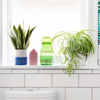 Potted snake plant and spider plant on white windowsill in bathroom