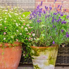 lavender in pot with daisies in small container garden