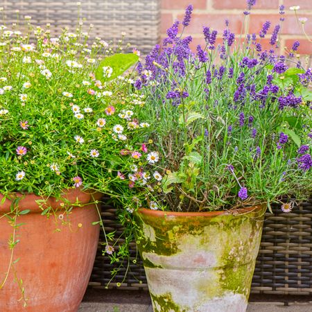 lavender in pot with daisies in small container garden