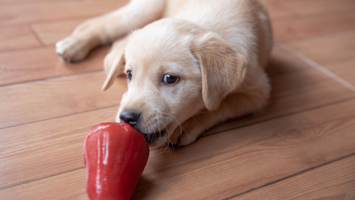 Puppy eating a pepper