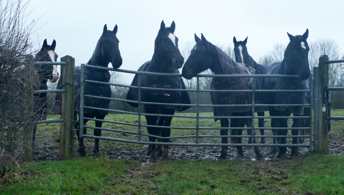 Over 150 horses have been relocated to the DATR in Melton Mowbray for some well-deserved rest and recuperation.