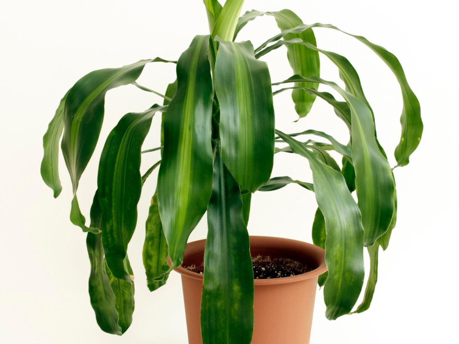 Stem Rot Of Dracaena - Reasons For Stem Turning Black On Corn Plant |  Gardening Know How