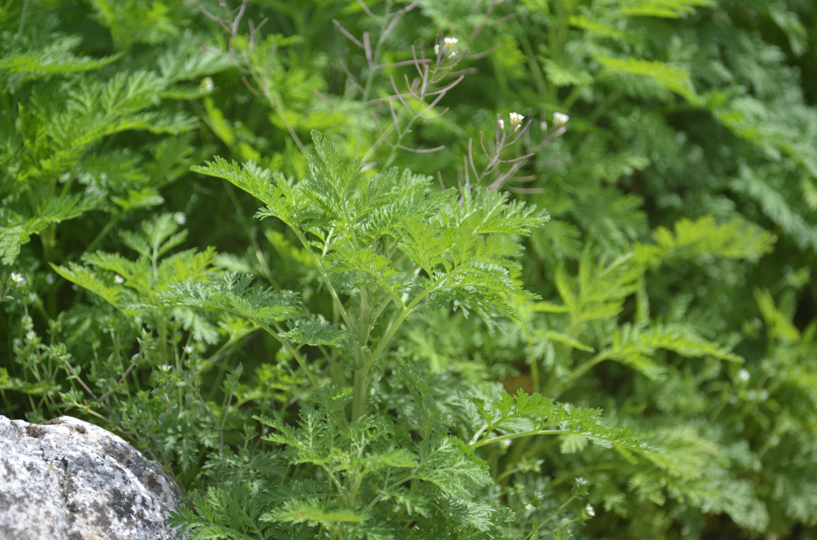 Sweet wormwood plant