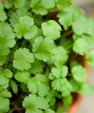young coriander in a pot