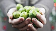 A handful of harvested Brussels sprouts