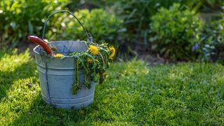 metal bucket of weeds in garden