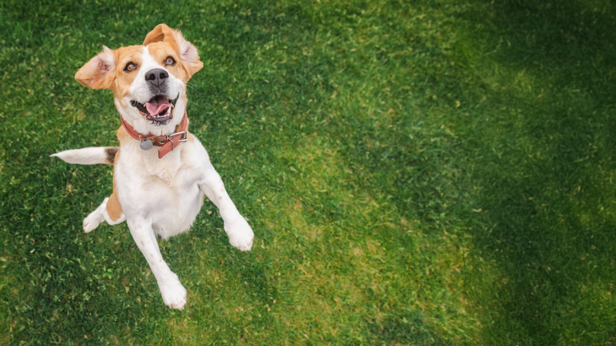 A happy dog jumping on a lawn