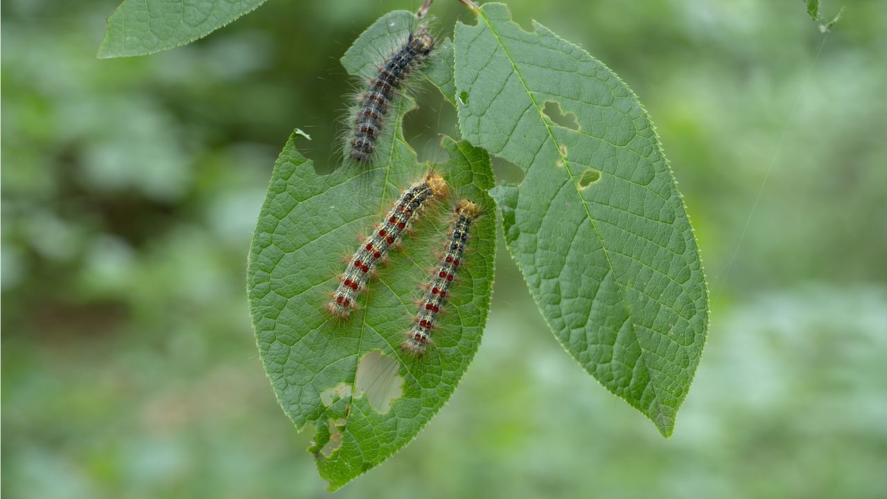 How to get rid of gypsy moth caterpillars