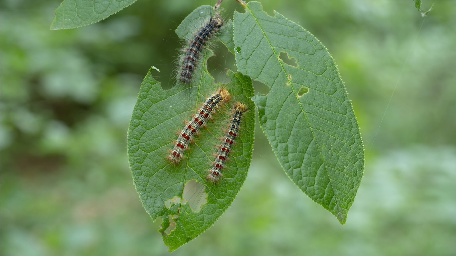 How to get rid of gypsy moth caterpillars 5 expert methods Homes