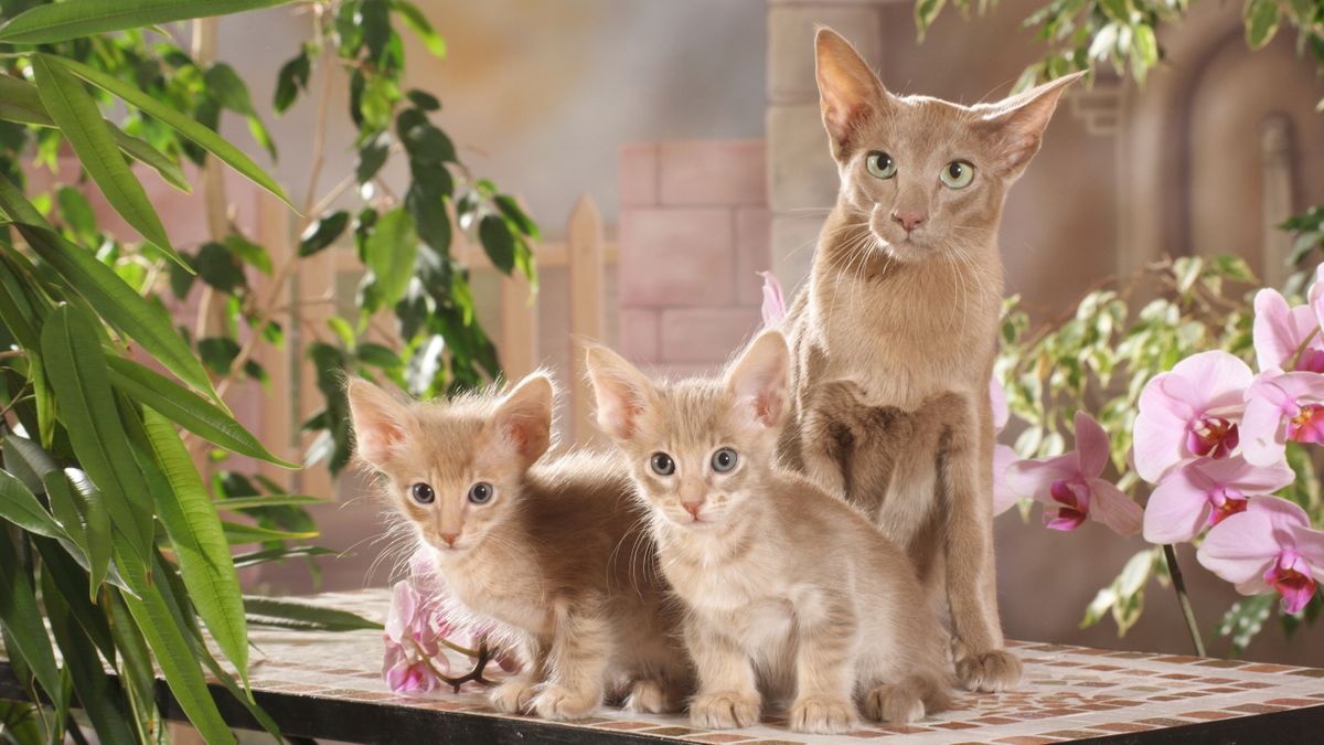 Javanese cat and kittens 