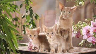 Javanese cat and kittens 