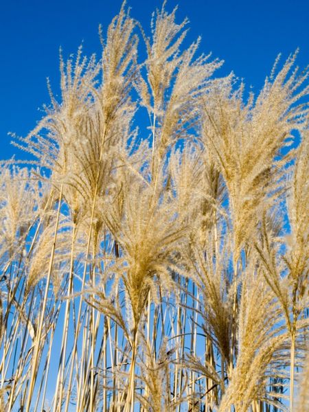 Tall Silver Feather Maiden Grass