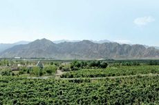 Ningxia vineyards