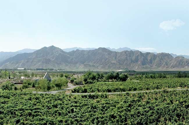 Ningxia vineyards