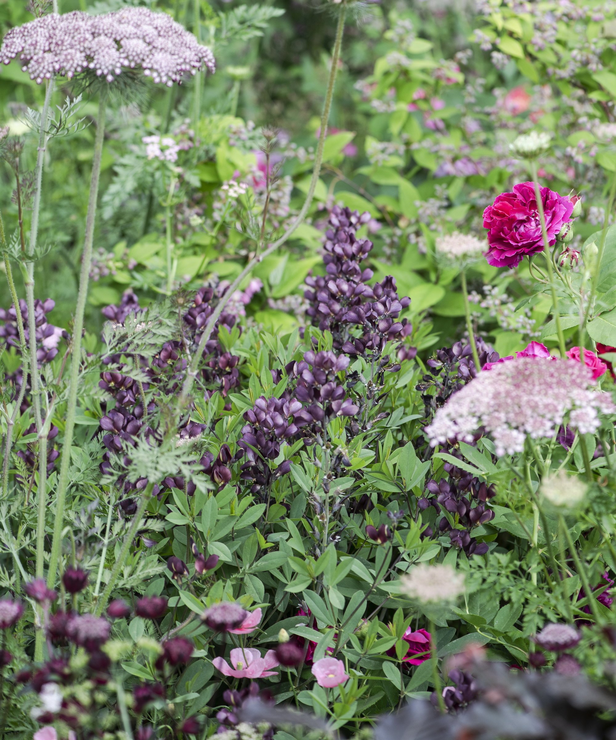 A flower border filled with white, pink, and purple blooms