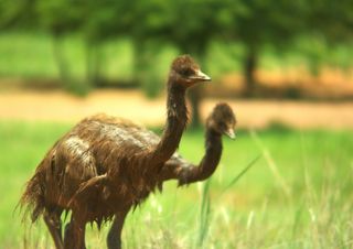 Baby Emu