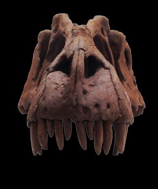 The skull of a newly discovered species of tyrannosaur, Lythronax argestes.