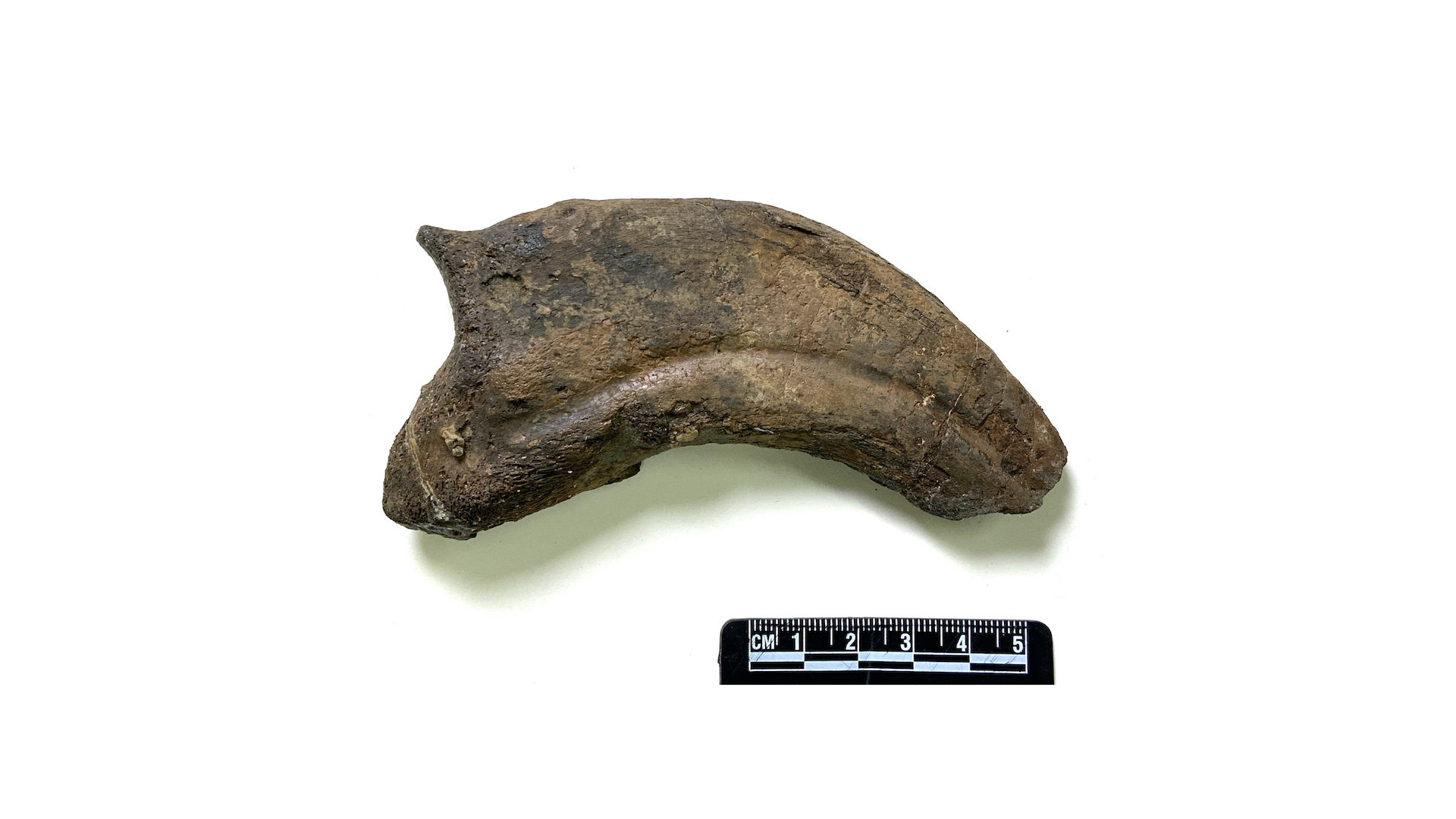 One of the three fossilized claws of Paralitherizinosaurus japonicus described in the new study.