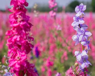 Closeup of pink and lilac delphinium flowers in field