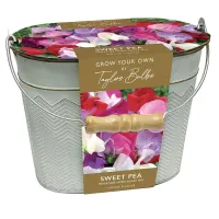 Sweet Peas in a Gift Bucket: £12.99 | Waitrose&nbsp;