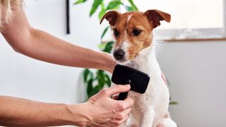 Jack Russell being brushed by owner with a slicker brush, 