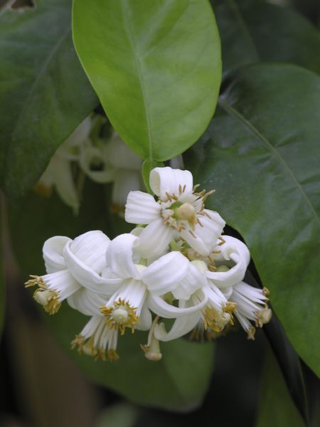 Close Up Of Grapefruit Tree Flowers