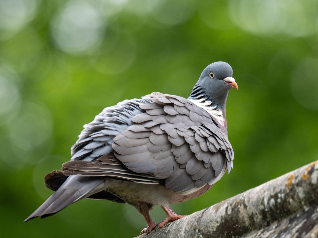 Photo of a pigeon taken with the OM System M.Zuiko Digital 150-600mm F5.0-6.3 IS