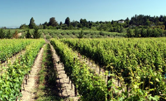 000009739-KostaBrownevineyard.jpg
