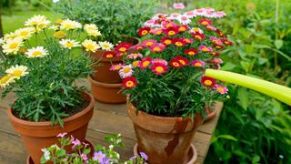 flowering plants and watering can