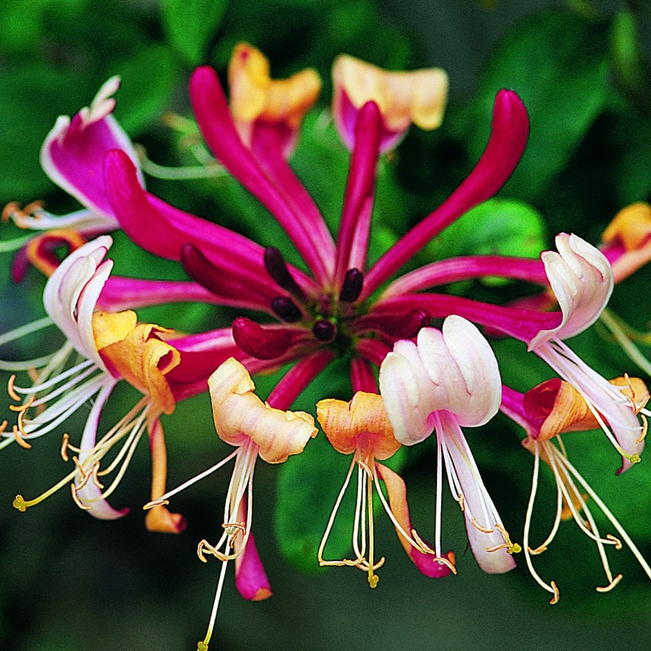 Lonicera Periclymenum 'serotina'
