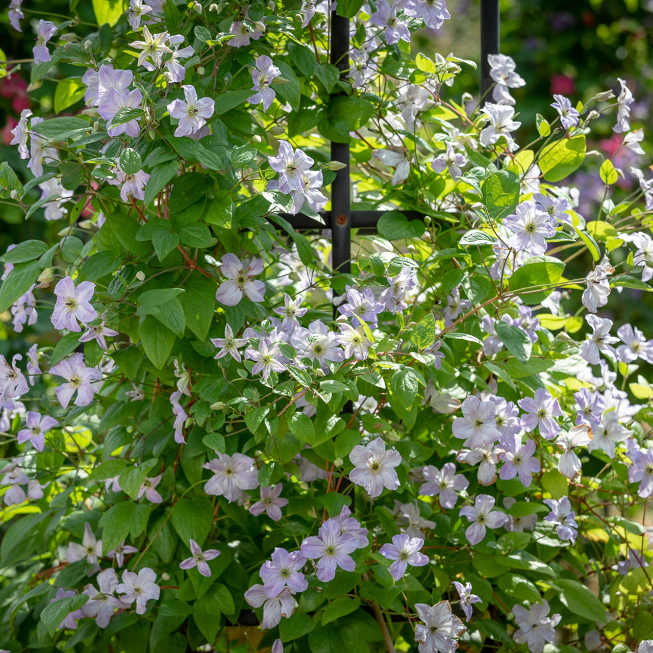 Clematis Viticella 'sea Breeze'
