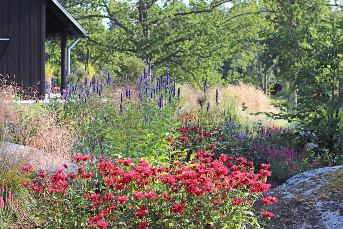 a field with wildflowers and lavender in Norway