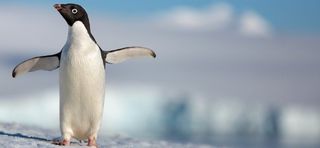 Penguins DisneyNature documentary