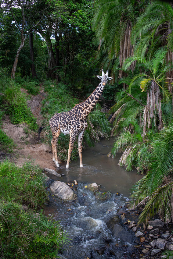 A giraffe stepping into a brook surrounded by lush vegetation, in Kenya's Masai Mara national park