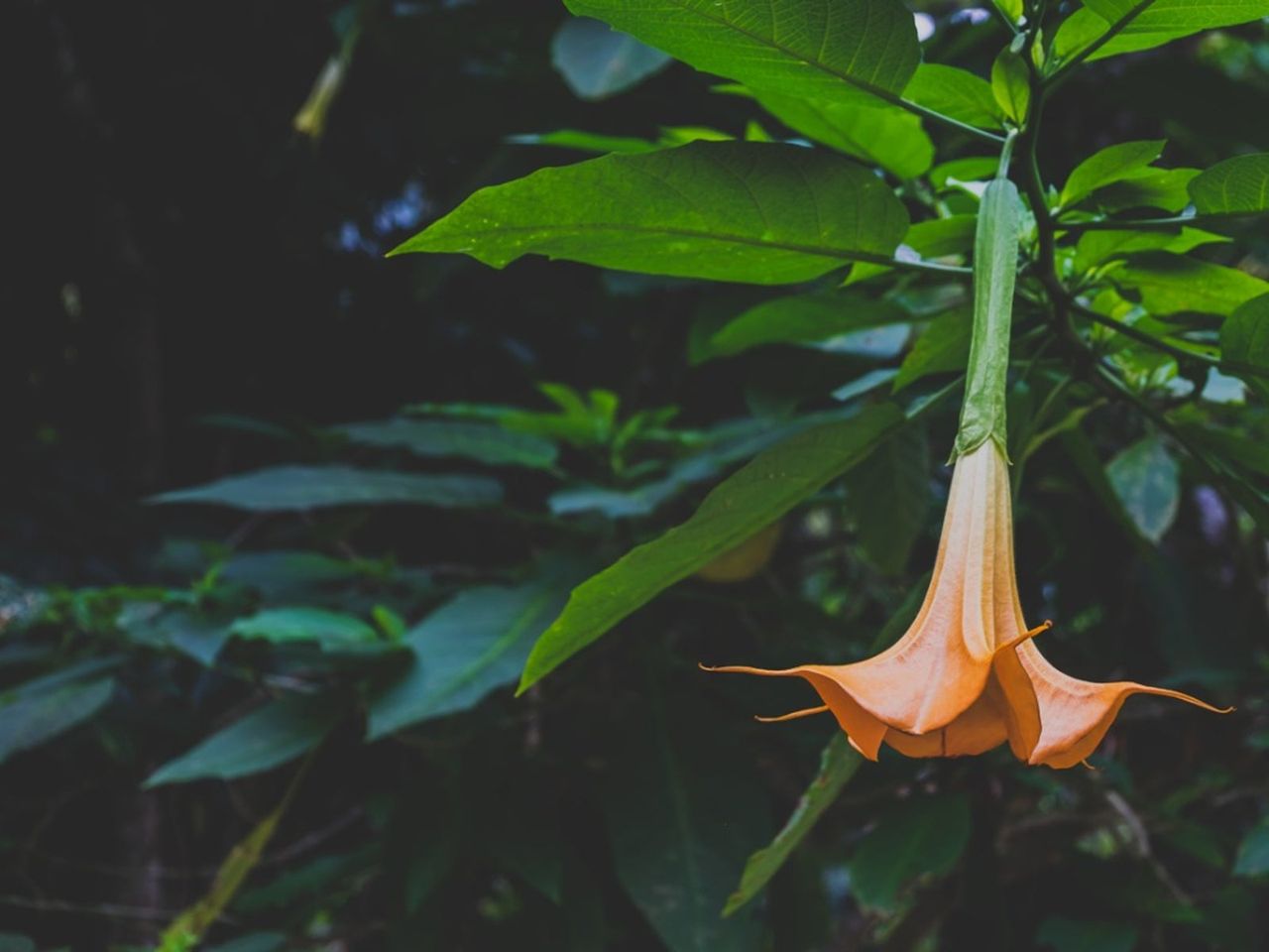 Brugmansia Tree