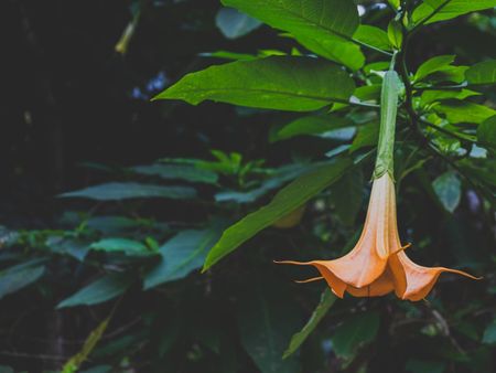 Brugmansia Tree