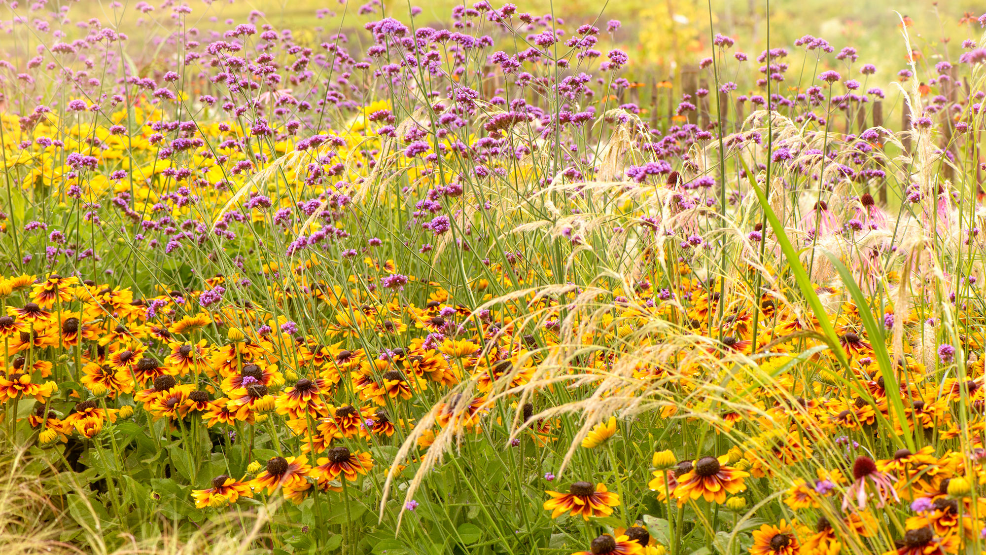 drought tolerant garden planting with rudbeckia and ornamental grasses