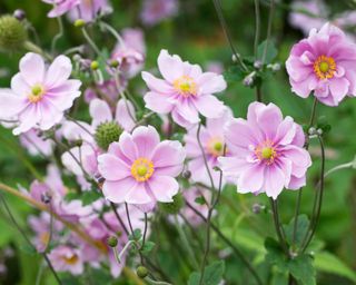 Pink flowers of a Japanese anemone