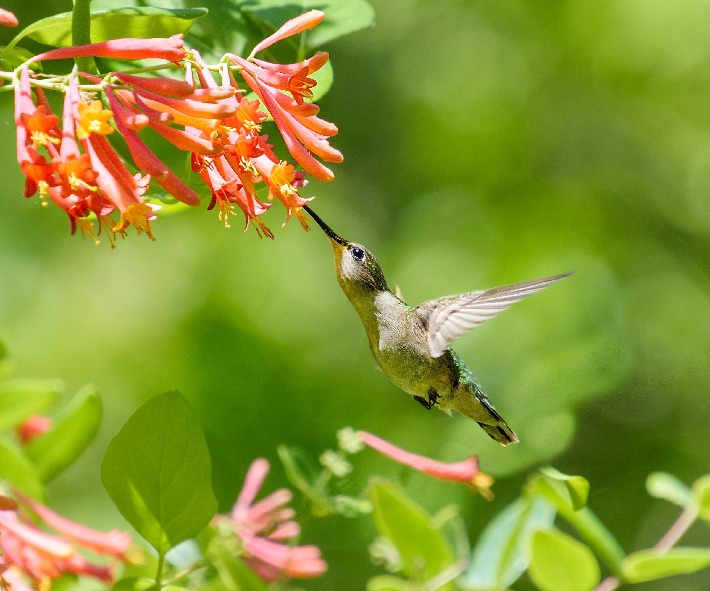 hummingbird feeding from coral trumpet honeysuckle flower