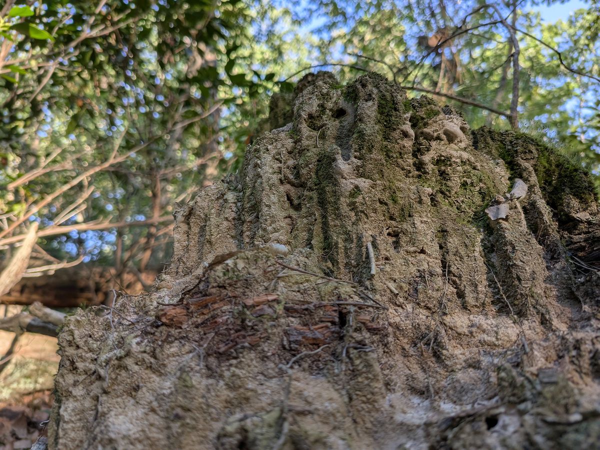 Google Pixel 9 Pro Fold camera samples