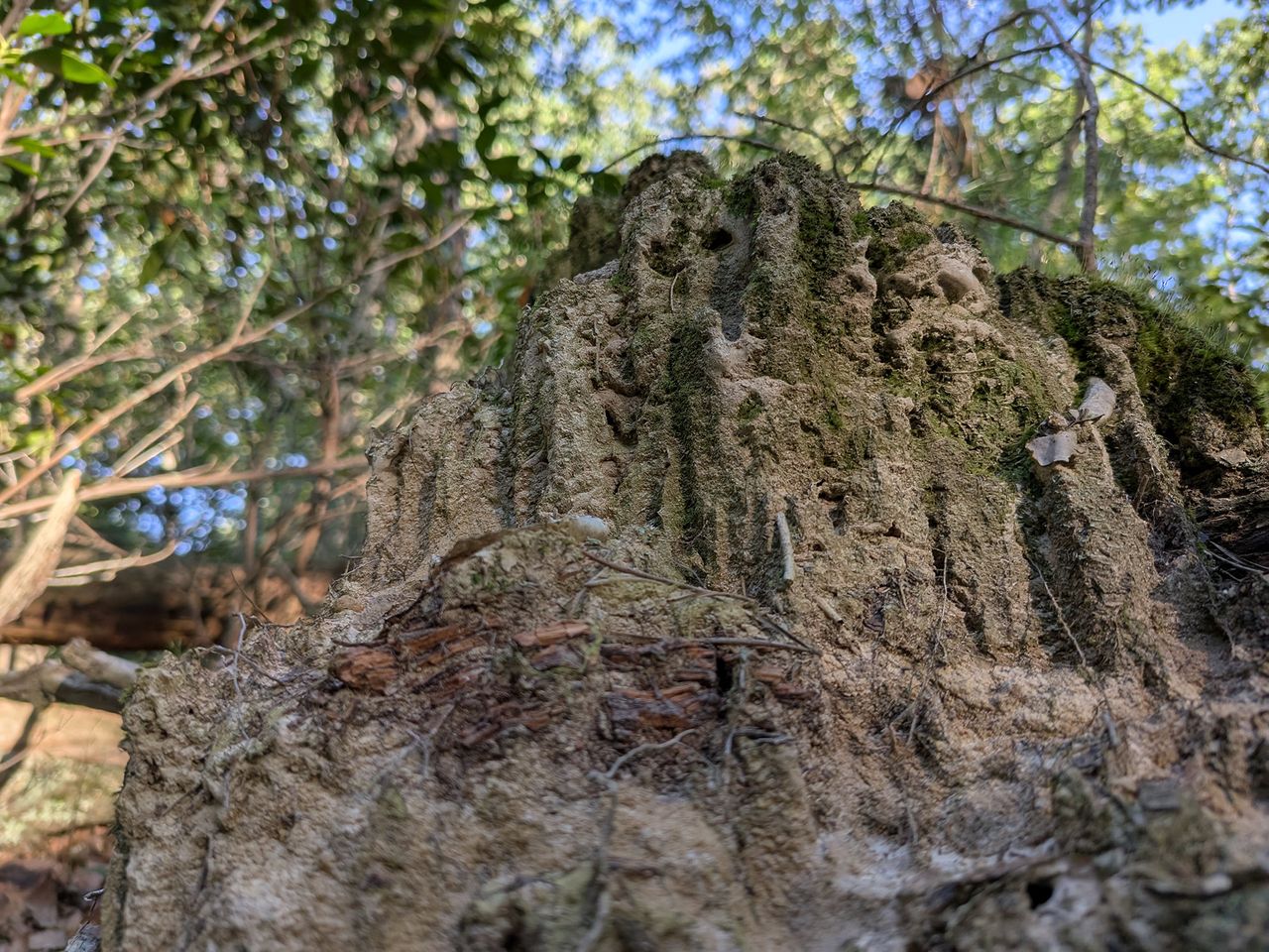 Google Pixel 9 Pro Fold camera samples