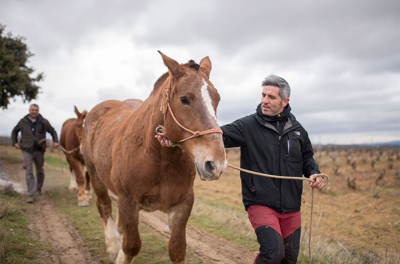 David Sampedro Bodegas Bhilar