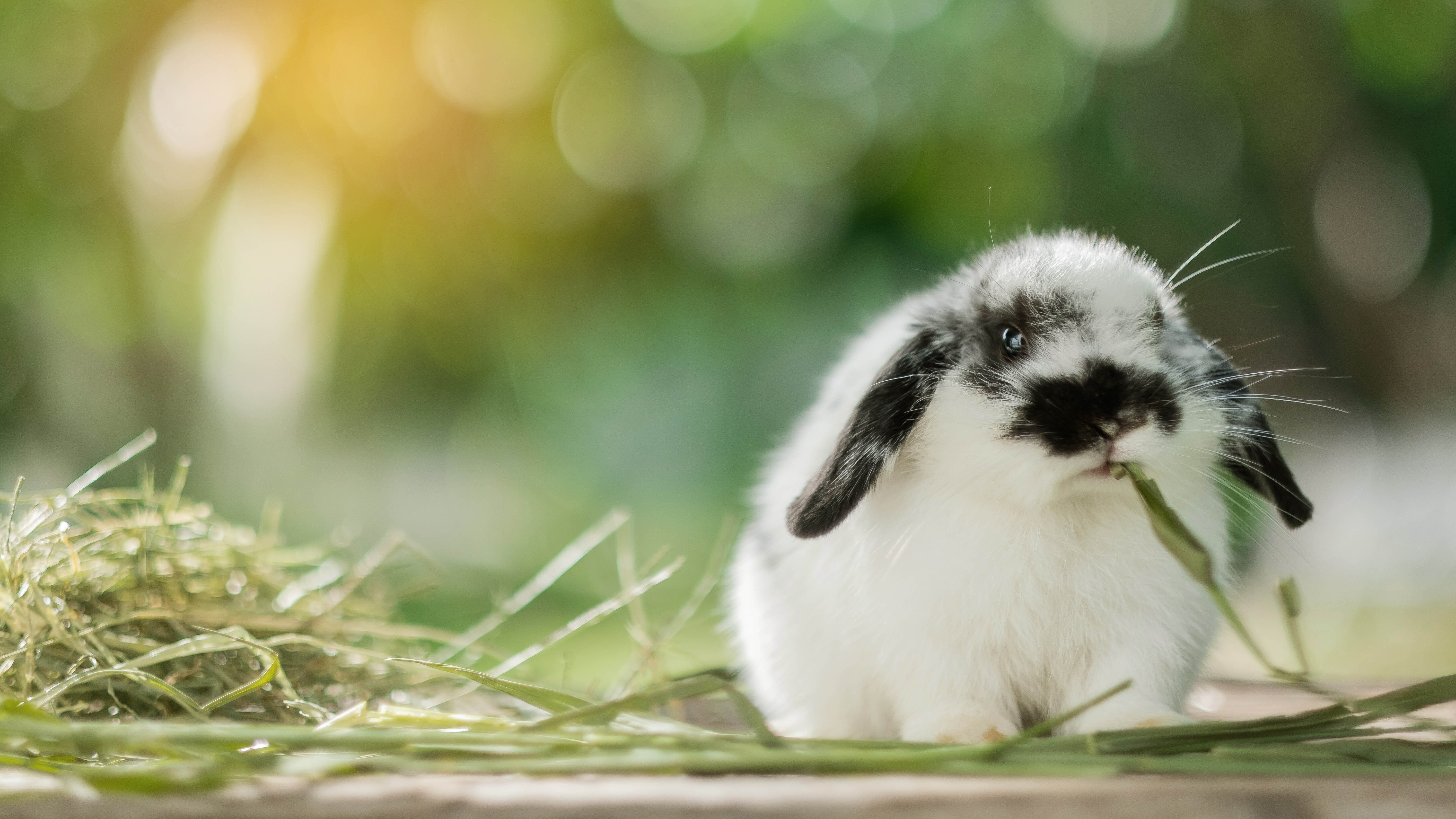 Кролики сидели у скошенной травы