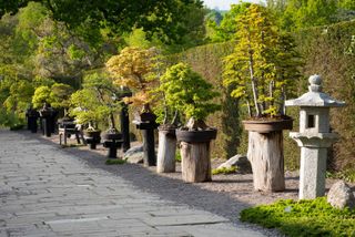 pagoda alongside bonsai at RHS wisley garden