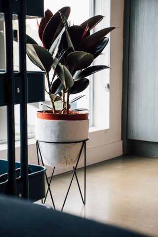 Plants that are poisonous to cats: rubber plant in pot