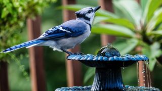 Bird bath